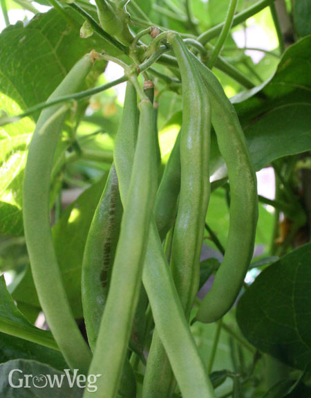 bean plant growth rate