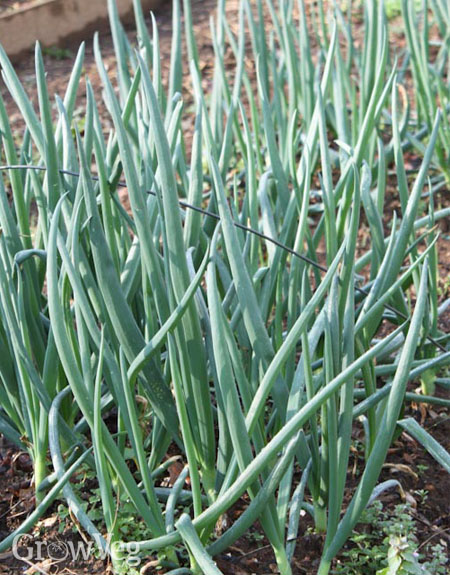 Green onions, aka spring onions, scallions or Welsh onions