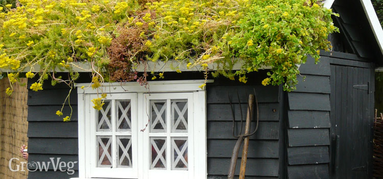 Green roof on a garden shed