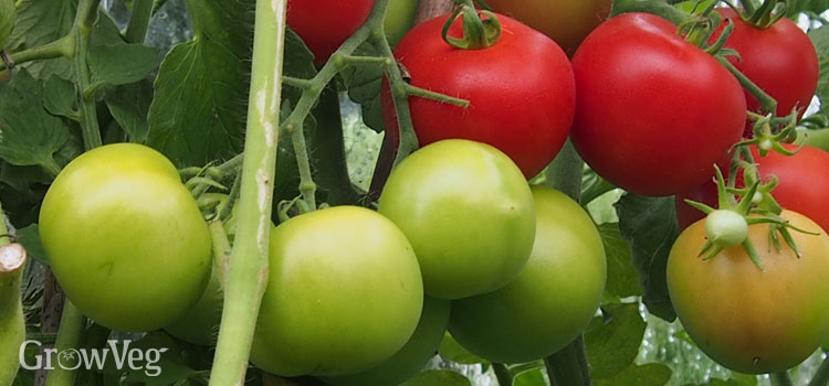 https://gardenplannerwebsites.azureedge.net/blog/green-tomatoes-ripening-2x.jpg