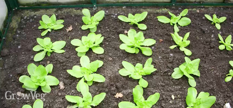 Salad seedlings in a greenhouse border
