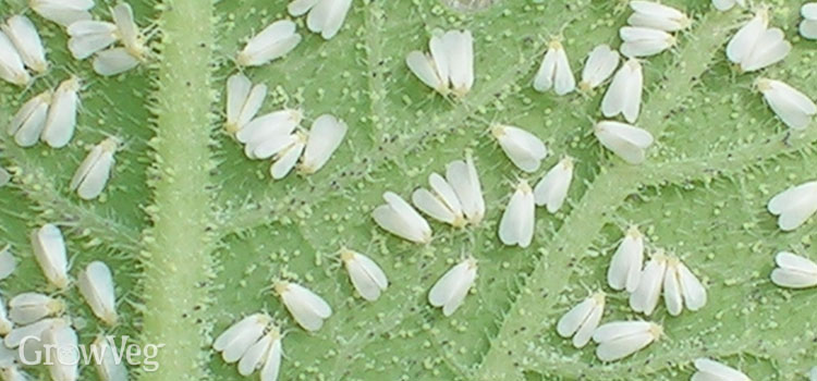 5 Organic Controls for Greenhouse Whitefly