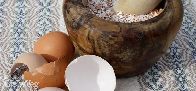 why are egg shells good for dogs