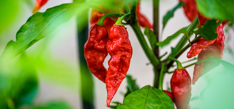 https://gardenplannerwebsites.azureedge.net/blog/grow-hot-chilies-ghost-pepper-2x.jpg