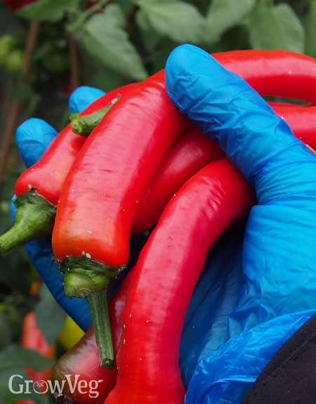 Harvesting chilies
