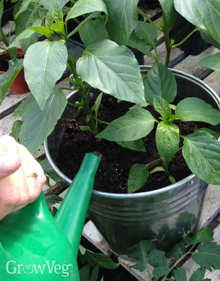 Watering a chili pepper plant