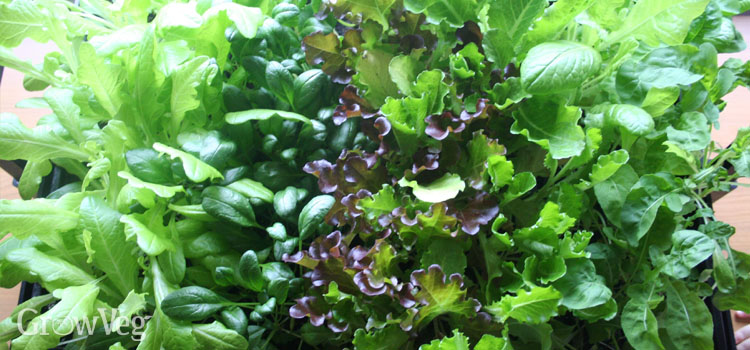 Grow light salad leaves