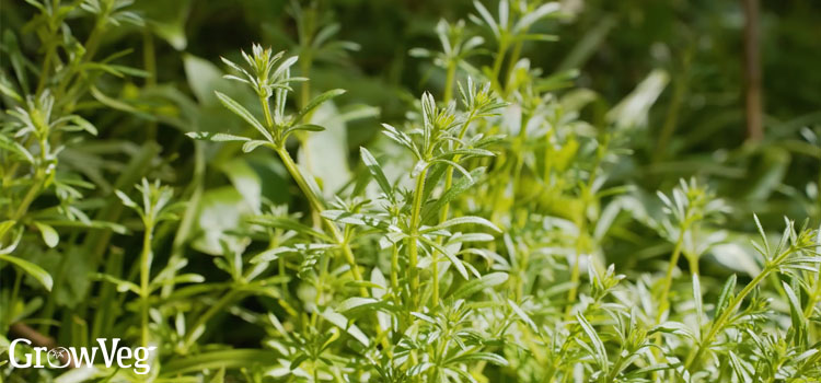 Cleavers aka goosegrass or sticky willy