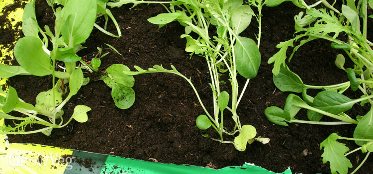Growing salad leaves in used potting soil