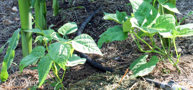 Image of Row of green beans and tomatoes in garden