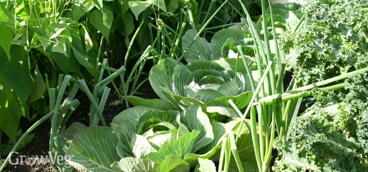 Growing cabbages in the shade of beans
