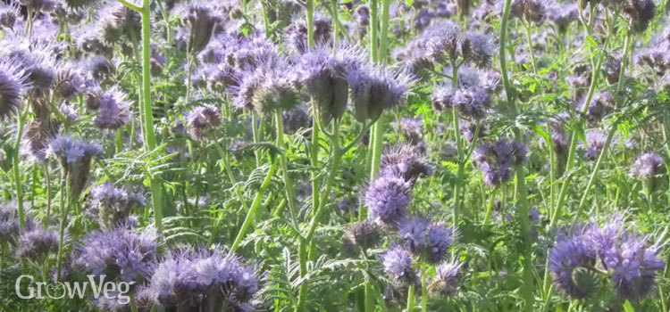 Phacelia is very good at suppressing weeds and will improve your soil’s structure