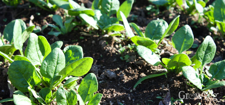 https://gardenplannerwebsites.azureedge.net/blog/growing-spinach-2x.jpg