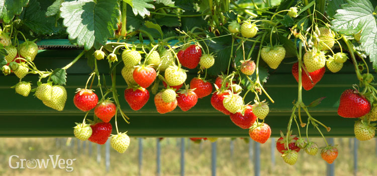 https://gardenplannerwebsites.azureedge.net/blog/growing-strawberries-in-guttering-2x.jpg