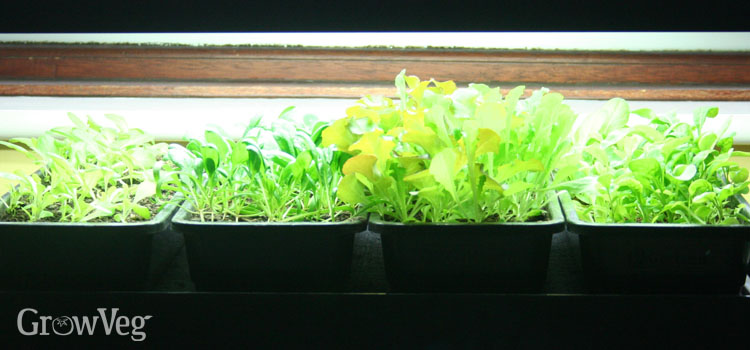 A grow light for raising seedlings in winter