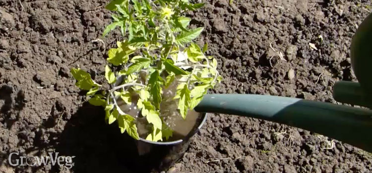 Plant halo water reservoir for a tomato plants