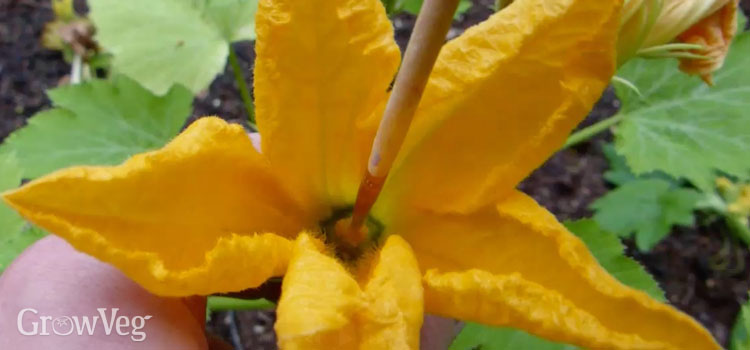 https://gardenplannerwebsites.azureedge.net/blog/hand-pollinating-squash-with-paintbrush-2x.jpg
