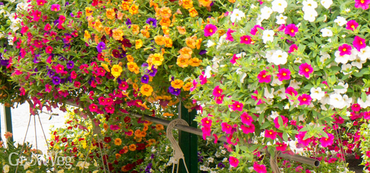 Hanging baskets full of flowers