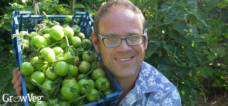 Ben with green tomatoes