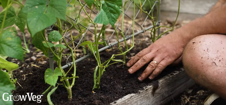 Mulching beans