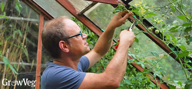 Tip-pruning tomatoes