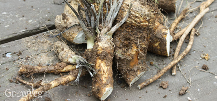 Harvested horseradish crowns