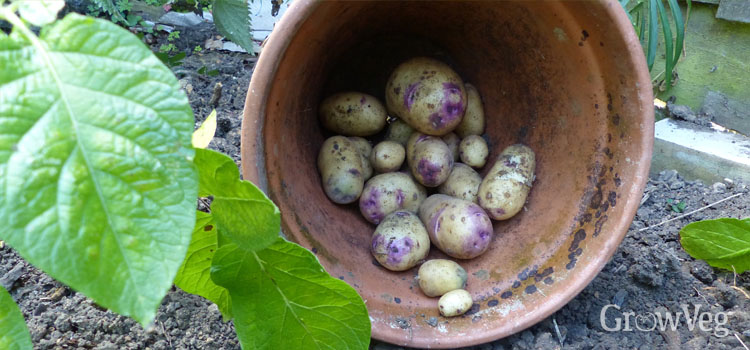 Harvested potatoes