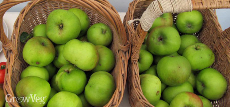 https://gardenplannerwebsites.azureedge.net/blog/harvesting-apples-for-storing-2x.jpg