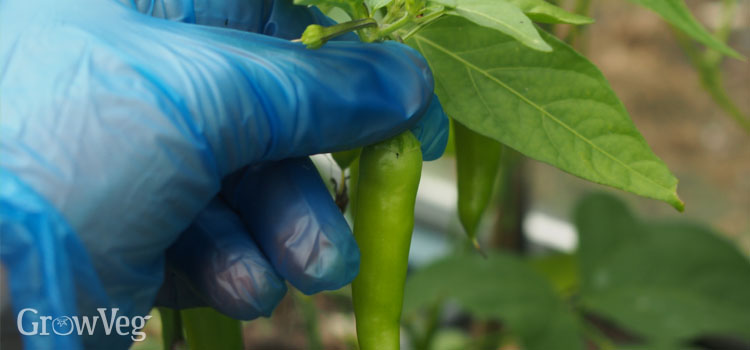 Harvesting chillies wearing protective gloves