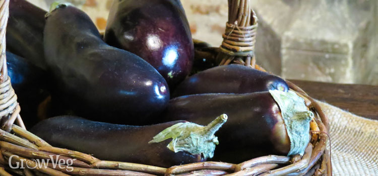 “Eggplant