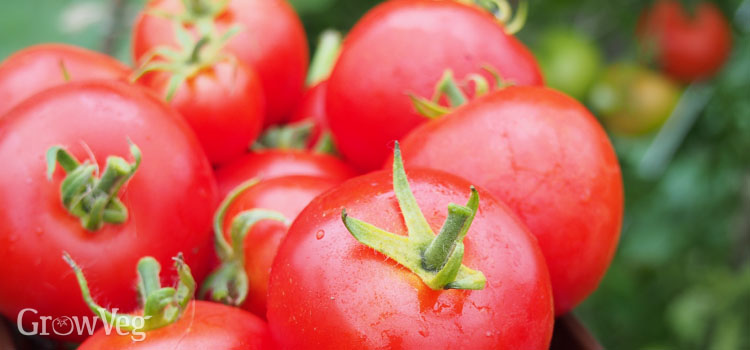 https://gardenplannerwebsites.azureedge.net/blog/harvesting-tomatoes-2x.jpg