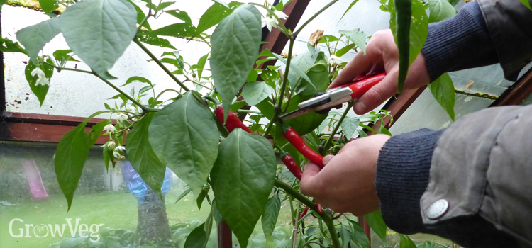 Overwintering peppers can help extend your picking period