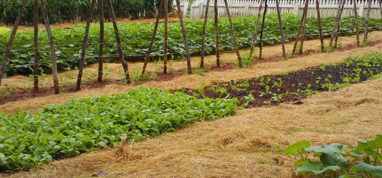 Image of Vegetable garden with rubber mulch between the rows of plants