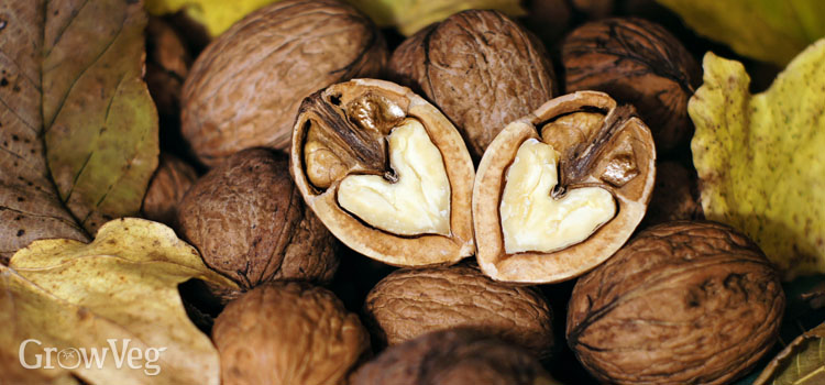 Where are Walnuts Grown? 