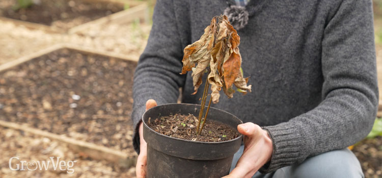 Dead plant in a container