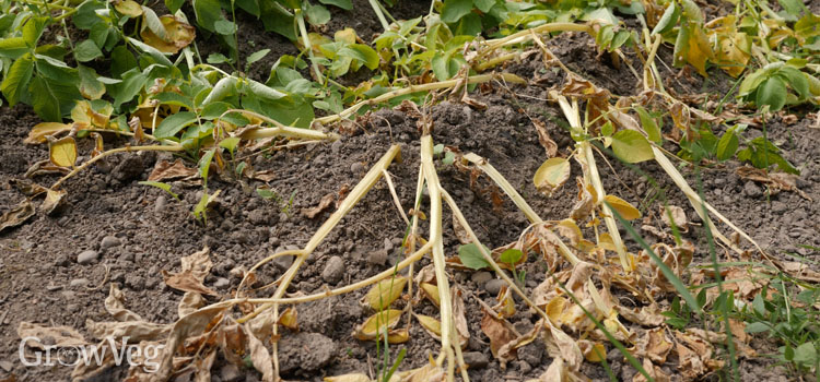 Heat-stressed plants dying