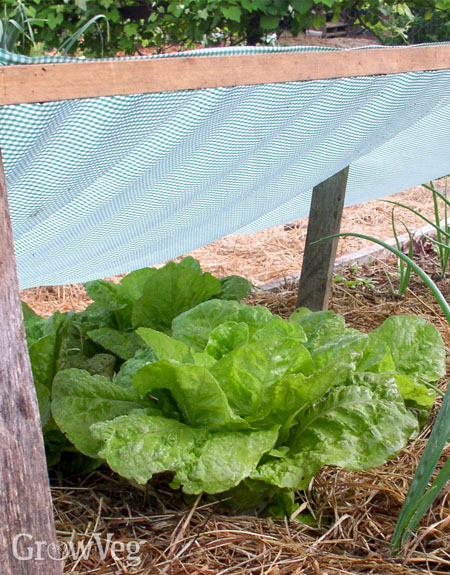 Shade cover