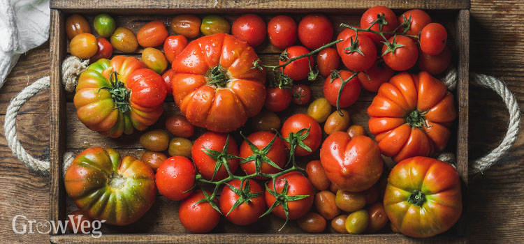 https://gardenplannerwebsites.azureedge.net/blog/heirloom-tomato-varieties-2x.jpg