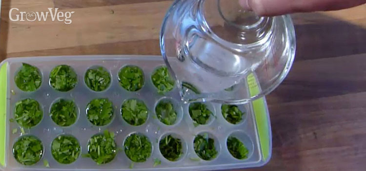 Herbs in ice cube tray