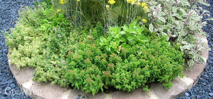 Herb wheel in a small front garden