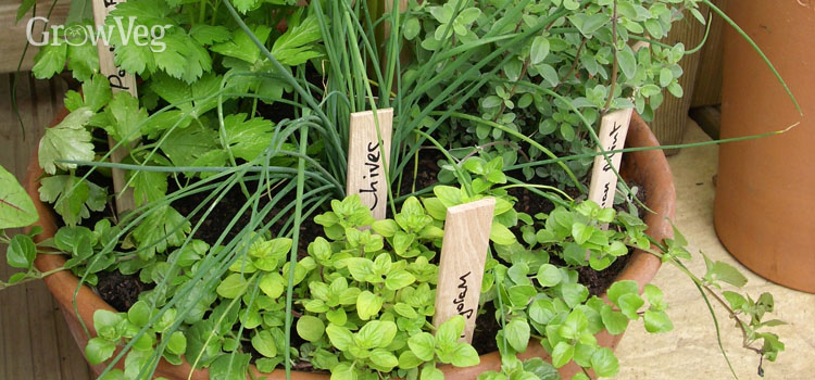 https://gardenplannerwebsites.azureedge.net/blog/herbs-in-pot-2x.jpg