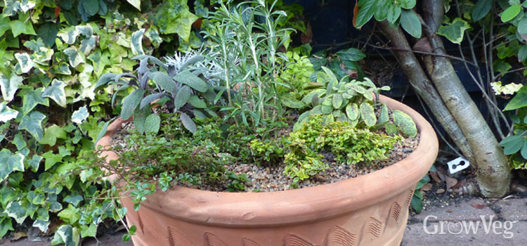 Herbs in a container