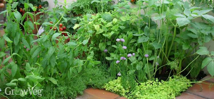 https://gardenplannerwebsites.azureedge.net/blog/high-value-herbs-2x.jpg