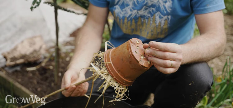 Earwig trap