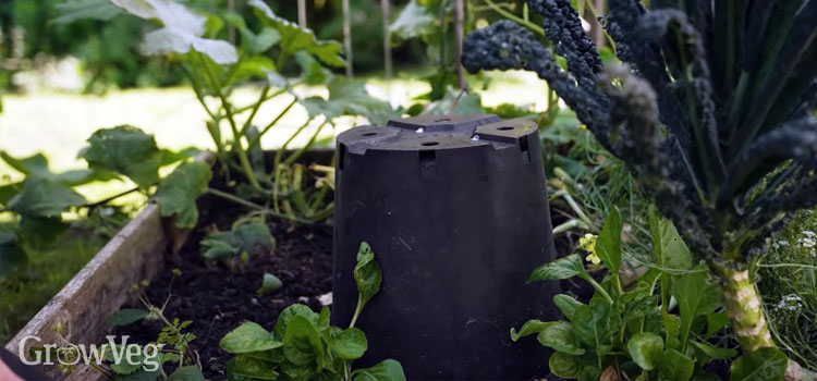 Insulating a plant with a plant pot