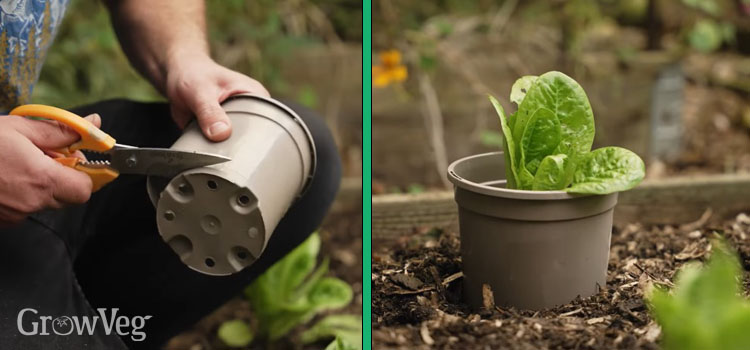 Plastic pot plant collar