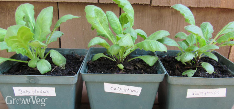 Seedlings in plastic pots