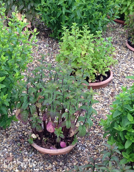 Mint in sunken pots