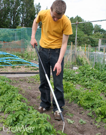 Hoeing annual weeds in a vegetable garden