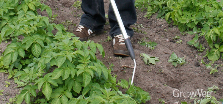 Hoeing between potatoes to keep weeds down